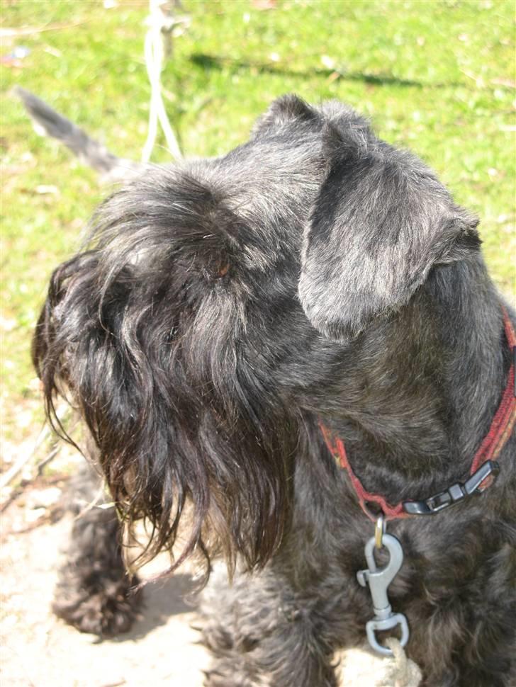 Dvaergschnauzer Rumle  - 1) <3      nej igen af mine billeder må kopires elller bruges af andre ind mig     billede 1