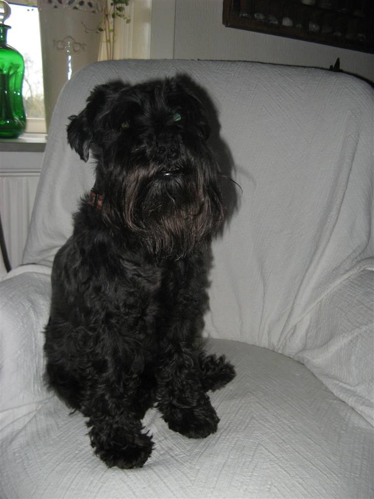 Dvaergschnauzer Rumle  - 2) billede 2