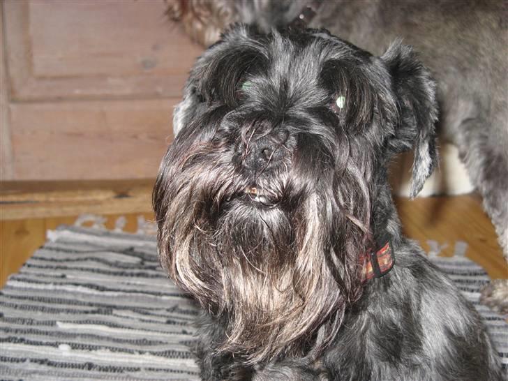 Dvaergschnauzer Rumle  - 3) søde Rumle med under bid  billede 3