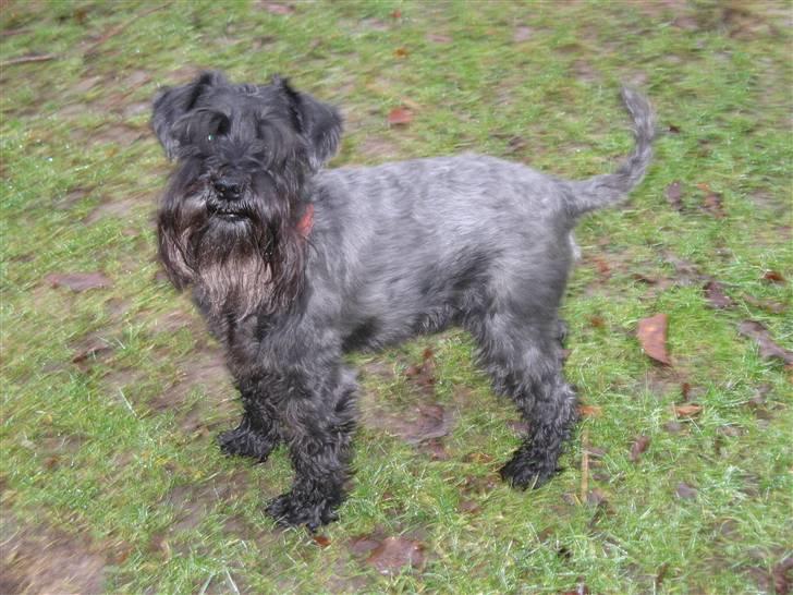 Dvaergschnauzer Rumle  - 4) ved at være lidt gammel og grå ;) billede 4