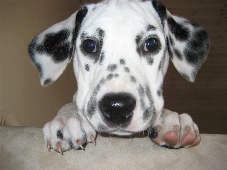Dalmatiner Sille - Så lille og sød hun var dengang :-) billede 7