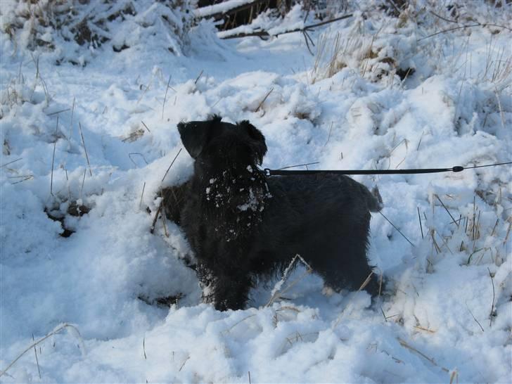 Dvaergschnauzer Rumle  - 5) Nyt =) (9/2 2009) billede 5