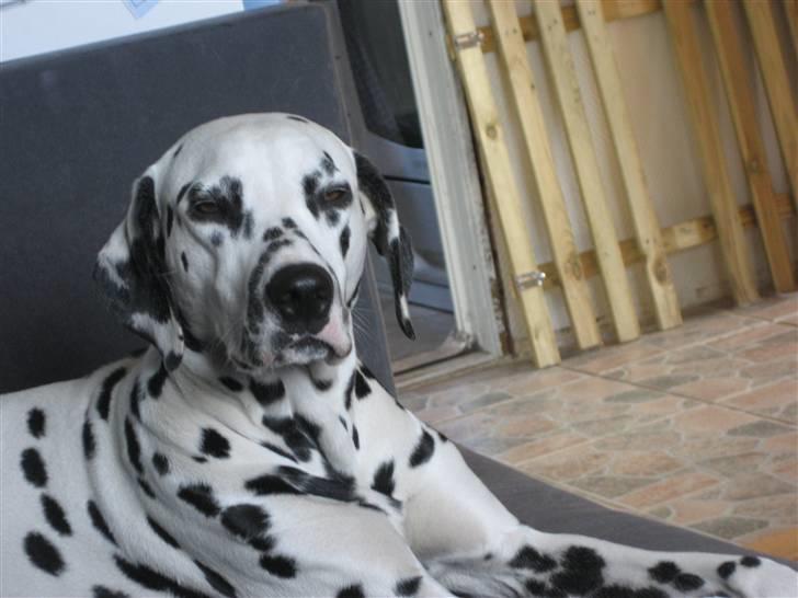 Dalmatiner Sille - Man skulle nødigt falde i søvn, det kunne jo være man gik glip af noget :-) billede 8