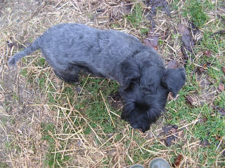 Dvaergschnauzer Rumle  - 6) fine pølse;)  billede 6