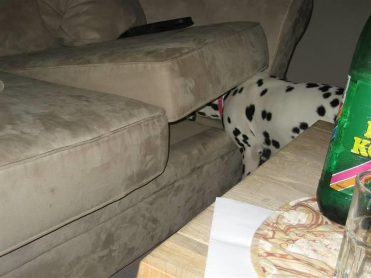 Dalmatiner Sille - Hun gemmer ting de underligste stedet... billede 9