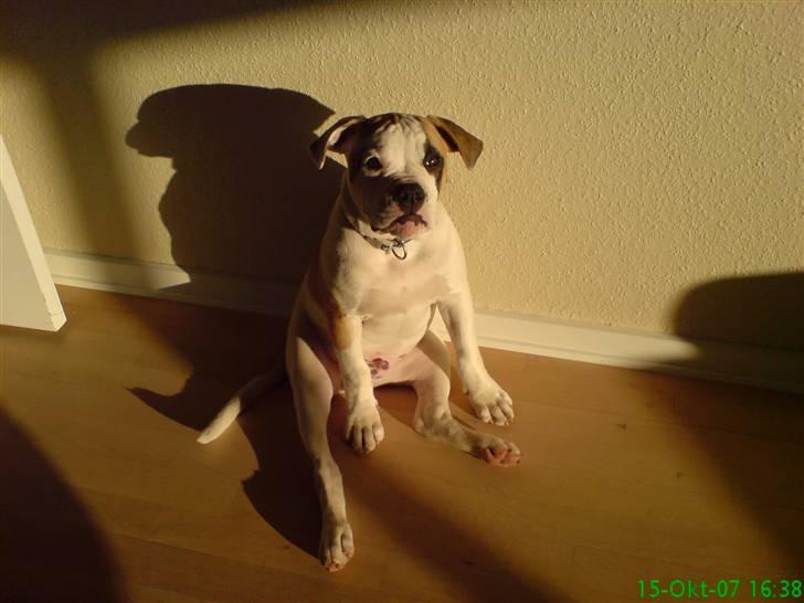 Amerikansk bulldog Ice Cube - En stille stund i solen. billede 10