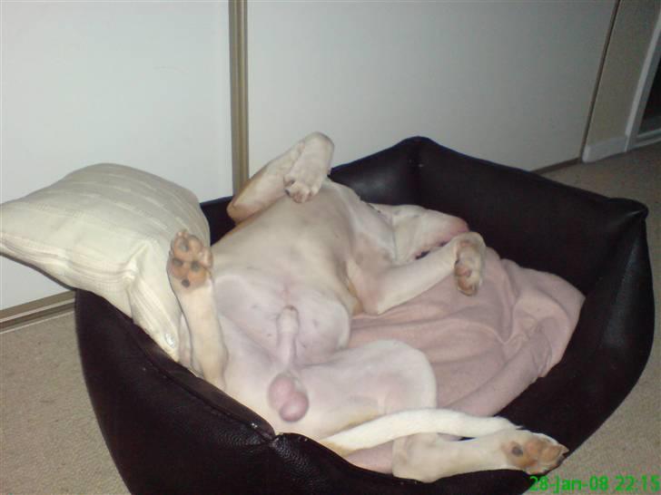 Amerikansk bulldog Ice Cube - Kl 22 er det bare på ryggen og blæse, så man er frisk til ny dag.. billede 11