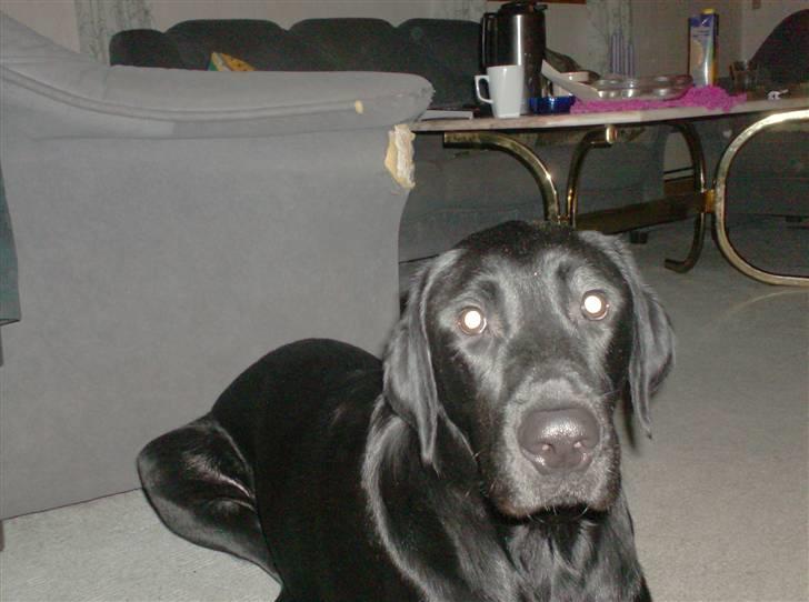 Labrador retriever santos billede 16