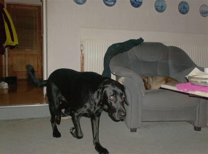 Labrador retriever santos billede 17