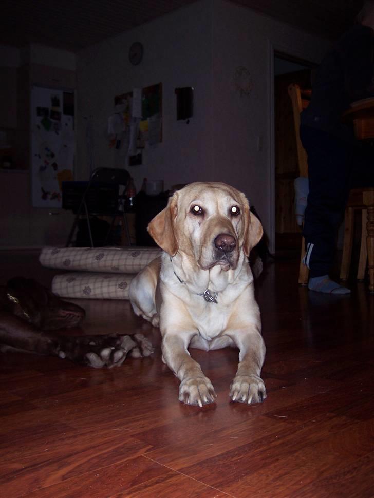 Labrador retriever Menza  billede 8