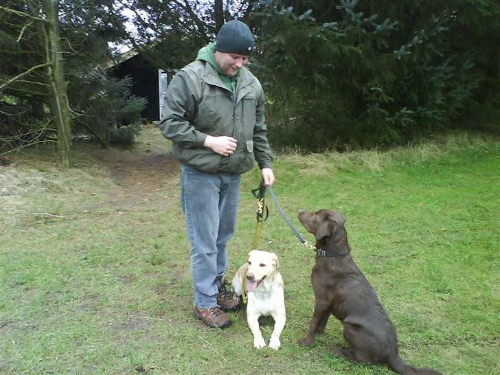 Labrador retriever Menza  billede 9