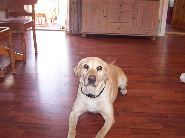 Labrador retriever Menza  billede 10