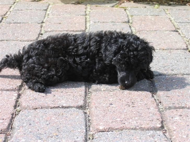 Toypuddel Gizmo - Solen er dejlig (:  billede 1