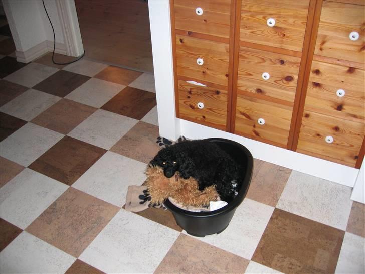 Toypuddel Gizmo - Mig og min ynglings bamse sover til middag billede 2