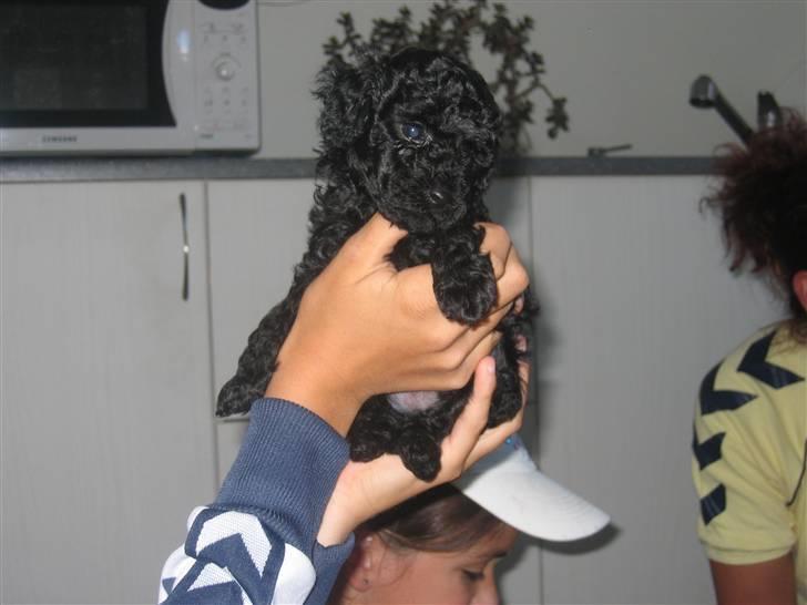 Toypuddel Gizmo - Billedet er taget den dag vi udvalgte ham billede 3