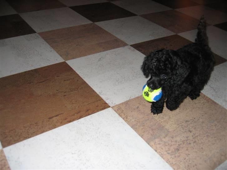 Toypuddel Gizmo - Her kommer jeg med min fine bold !!  billede 4