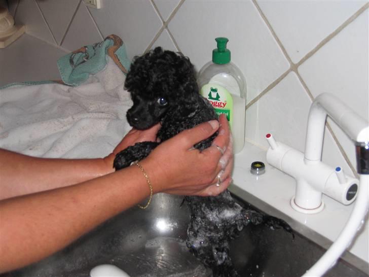 Toypuddel Gizmo - Mit første bad hjemme  billede 5