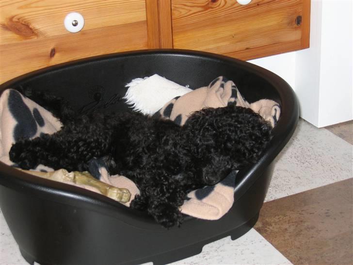 Toypuddel Gizmo - Man kan vel blive træt billede 6