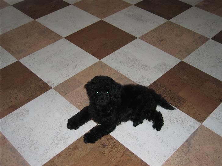 Toypuddel Gizmo - Jeg er hvis en lille charmetrold var? (:  billede 7