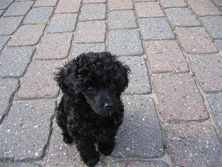 Toypuddel Gizmo - Kan allerede sidde pænt billede 8