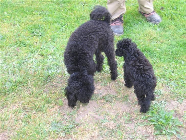 Toypuddel Gizmo - Det er mig den lille  billede 9