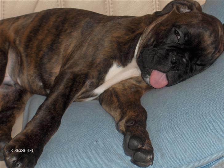 Boxer Aron II  (Hubert) billede 1