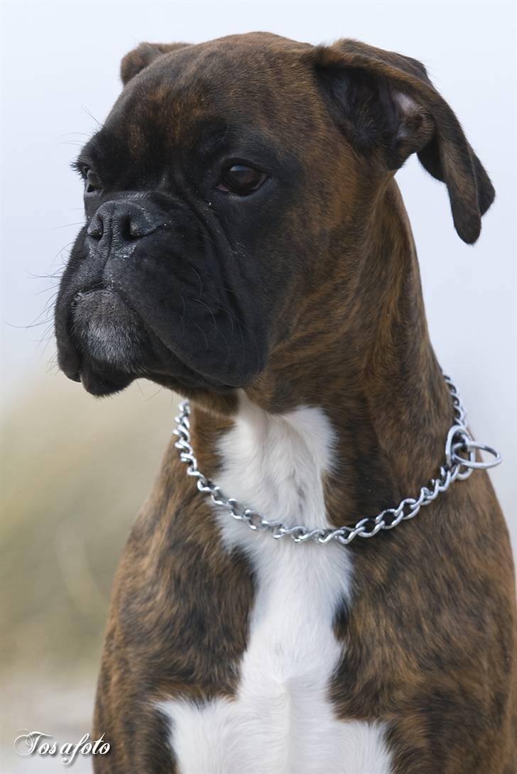 Boxer Aron II  (Hubert) - Jeg får mig lige en ordentlig skraber billede 2