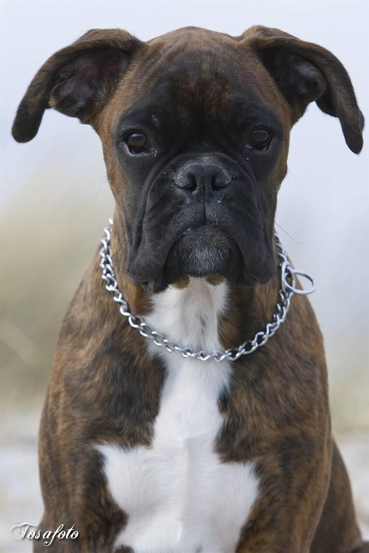 Boxer Aron II  (Hubert) - Tror jeg vågner op med sahara på tungen billede 3