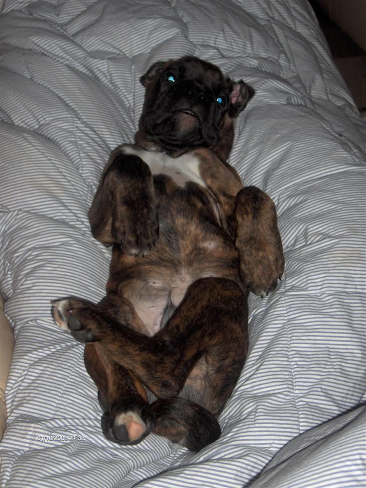 Boxer Aron II  (Hubert) - Er jeg ikke bare kær?? billede 4