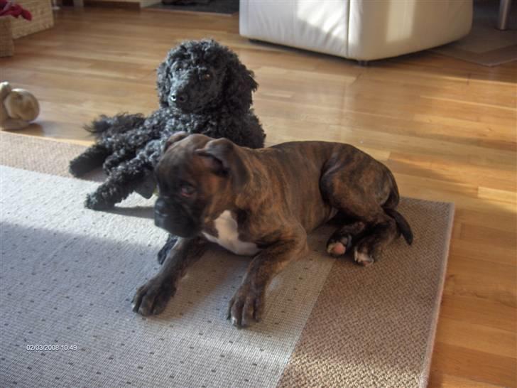 Boxer Aron II  (Hubert) - Lidt større model. Nu lige så stor som storebror billede 5