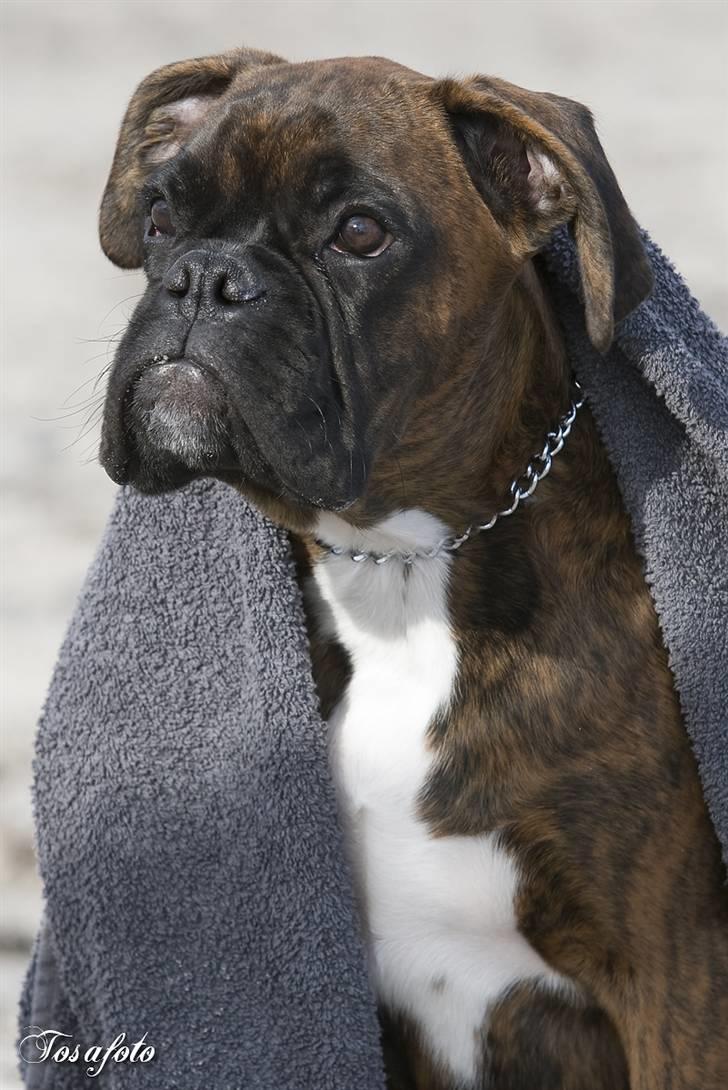 Boxer Aron II  (Hubert) - Tjek lige modelbenene... billede 6
