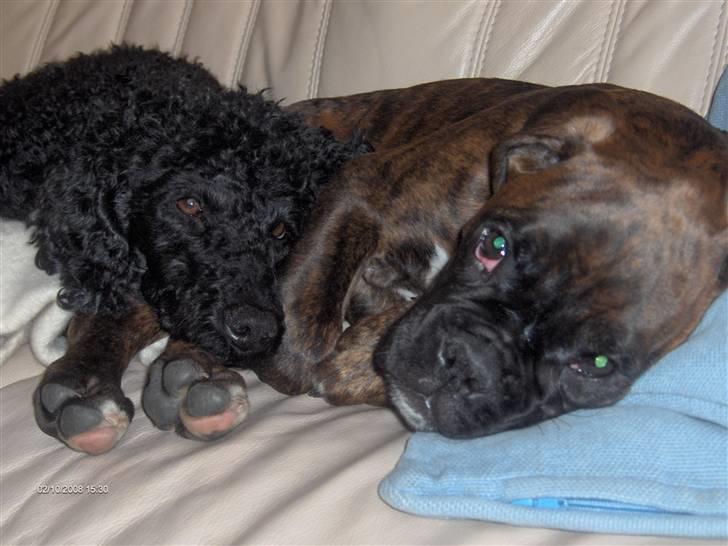 Boxer Aron II  (Hubert) - Så er der dømt hyggetime!!! billede 7