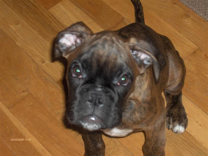 Boxer Aron II  (Hubert) - snapshot billede 8