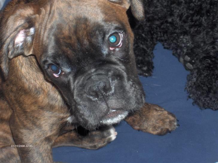 Boxer Aron II  (Hubert) - Putte nusse hoved, jeg kan da se kær og uskyldig ud. billede 9