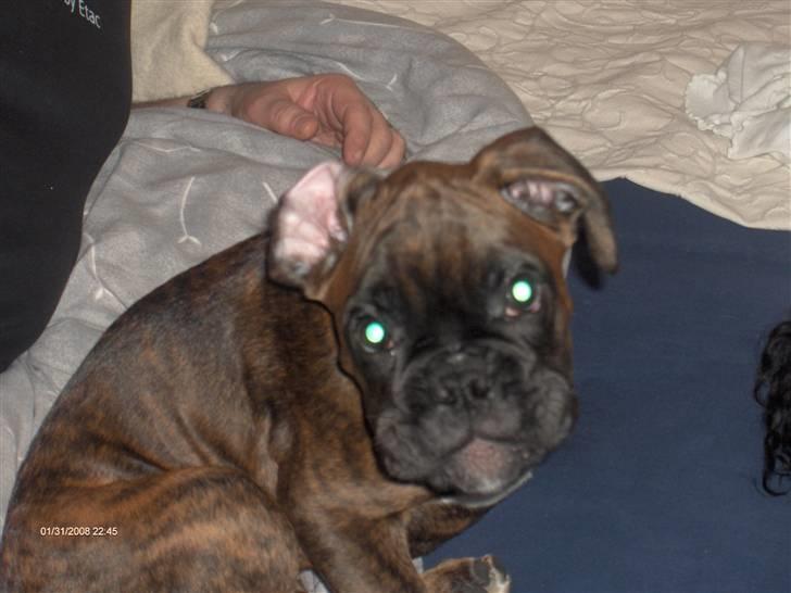 Boxer Aron II  (Hubert) - Så kom hystaden op i ham... billede 10