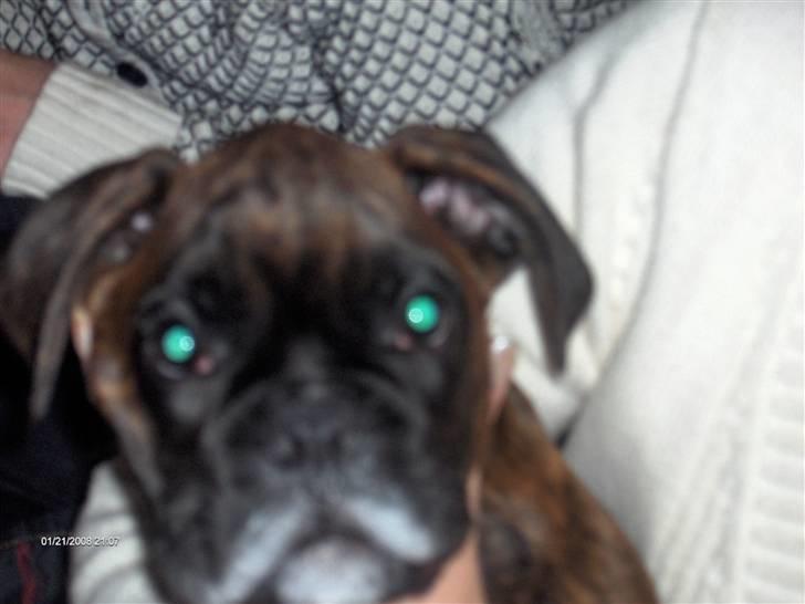 Boxer Aron II  (Hubert) - Aron har en idé om at kartoffelmel er fantastisk hudpleje billede 11