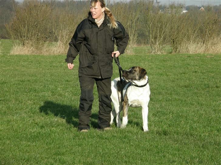 Mastiff Balder R.I.P 2011 billede 10