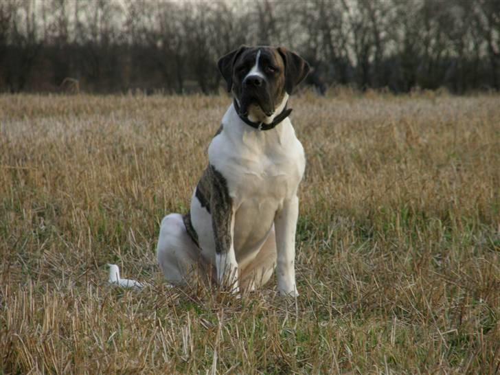 Mastiff Balder R.I.P 2011 billede 11