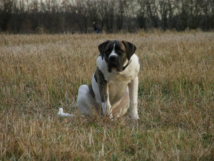 Mastiff Balder R.I.P 2011 billede 12