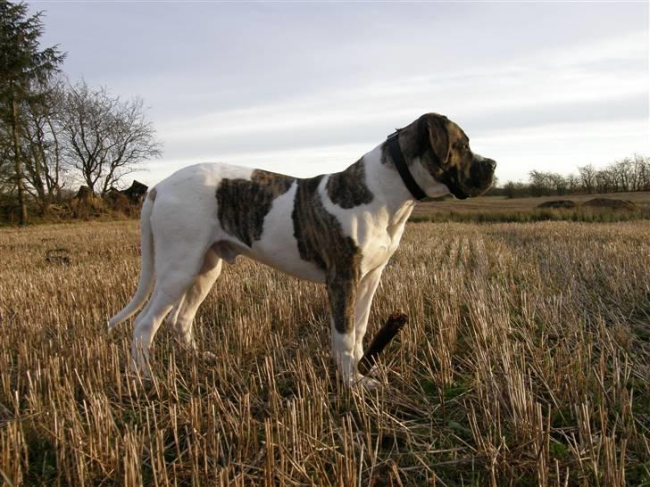 Mastiff Balder R.I.P 2011 billede 13