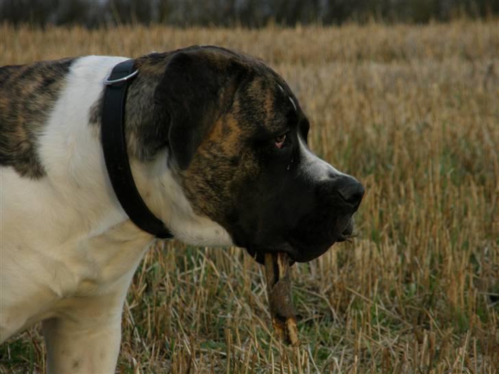 Mastiff Balder R.I.P 2011 billede 14