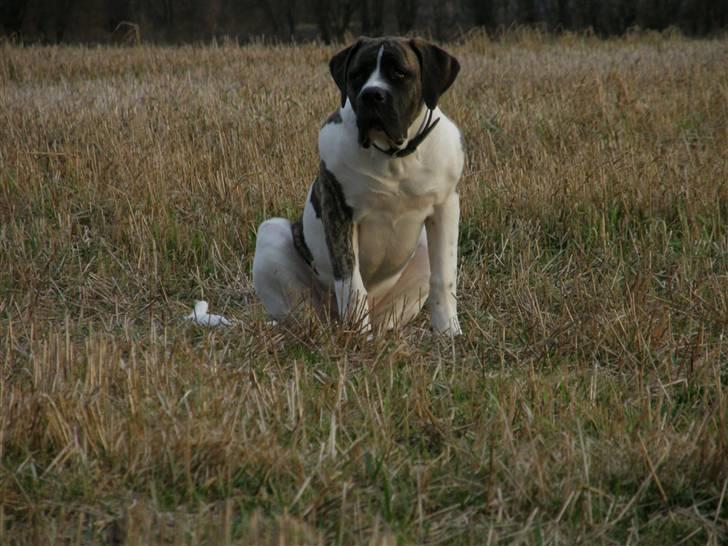 Mastiff Balder R.I.P 2011 billede 15