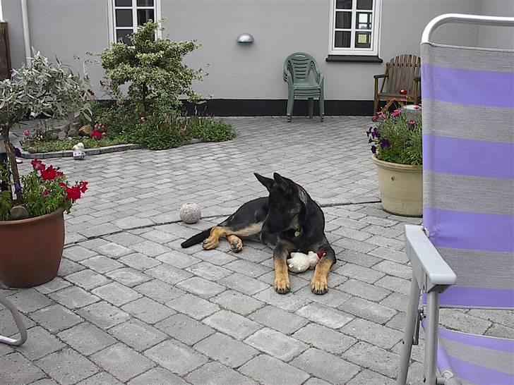 Schæferhund Rosso(schaeferdals Eros) billede 2