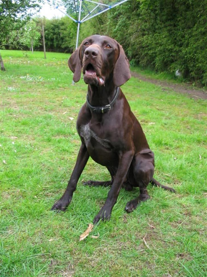 Korthåret hønsehund Caro - "Gomards King" - I haven.... billede 7