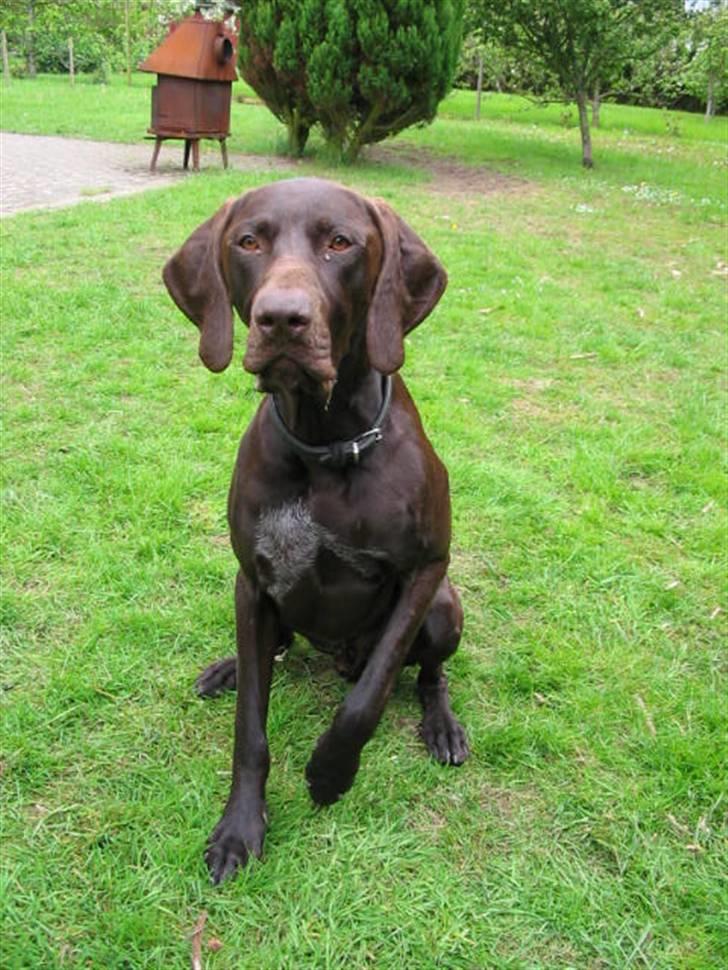 Korthåret hønsehund Caro - "Gomards King" - I haven.... billede 8