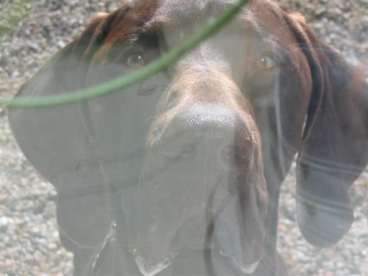 Korthåret hønsehund Caro - "Gomards King" - Lurer lige ind af vinduet...... billede 9