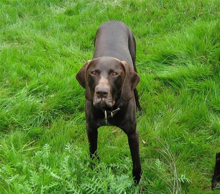 Korthåret hønsehund Caro - "Gomards King" - Er jeg ikke sød........????  ;o)) billede 10