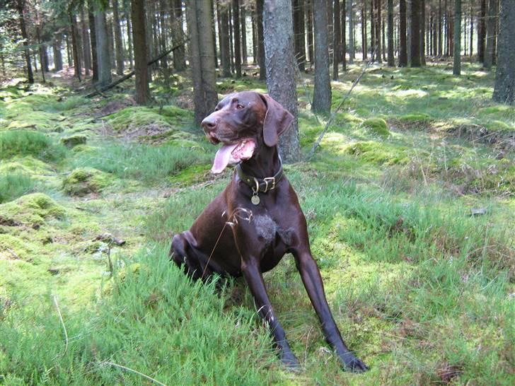 Korthåret hønsehund Caro - "Gomards King" - På skovtur........ billede 11