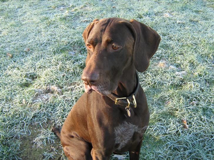 Korthåret hønsehund Caro - "Gomards King" - I haven.... billede 13