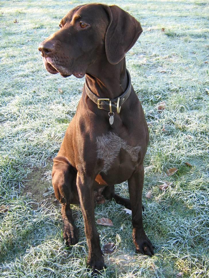 Korthåret hønsehund Caro - "Gomards King" - I haven.... billede 14